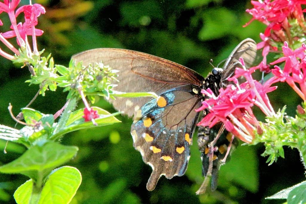 Tom Allen Memorial Butterfly House