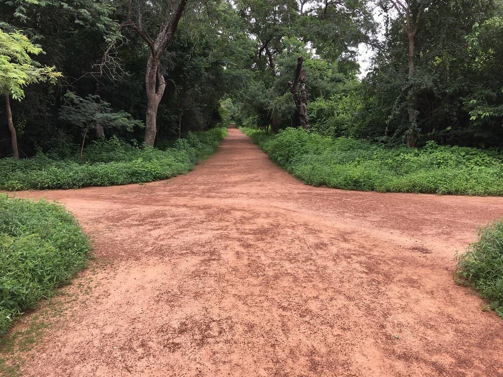 Forest Walks