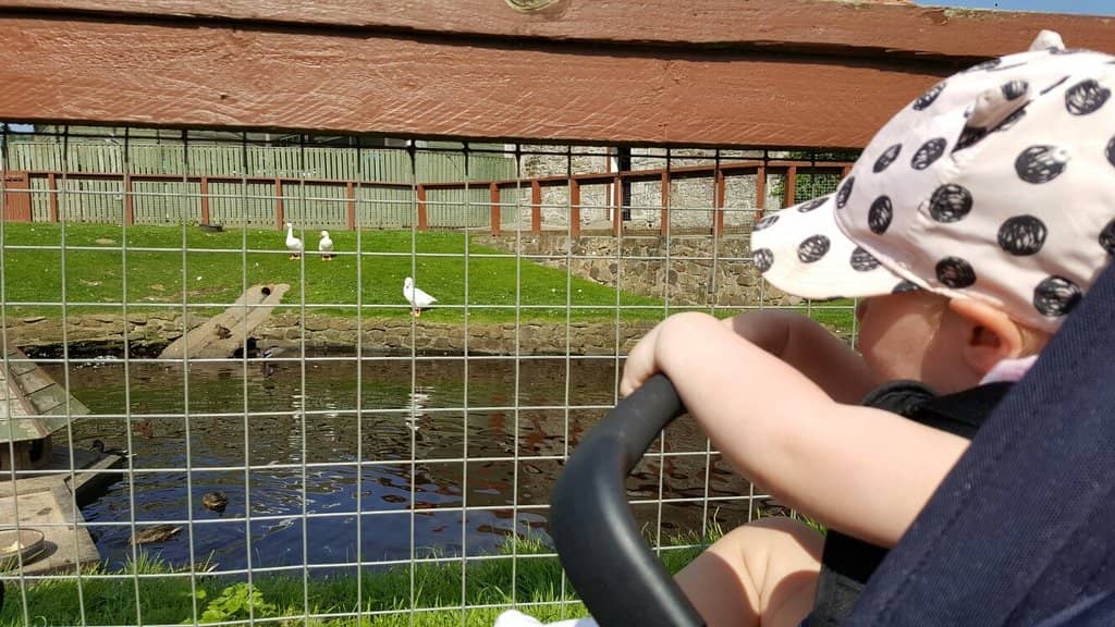 Wildlife Viewing