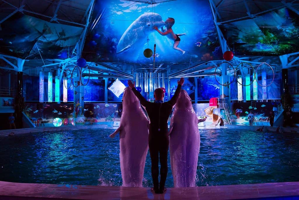 Dolphin Art Auction