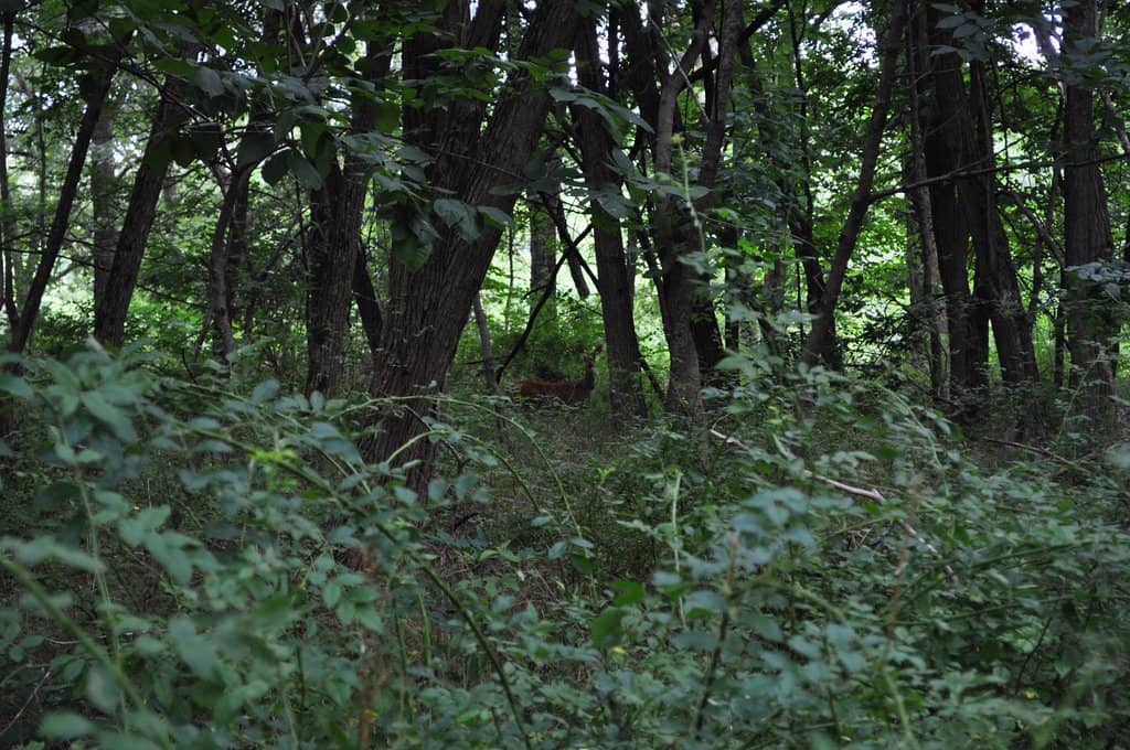 Sledding Hill