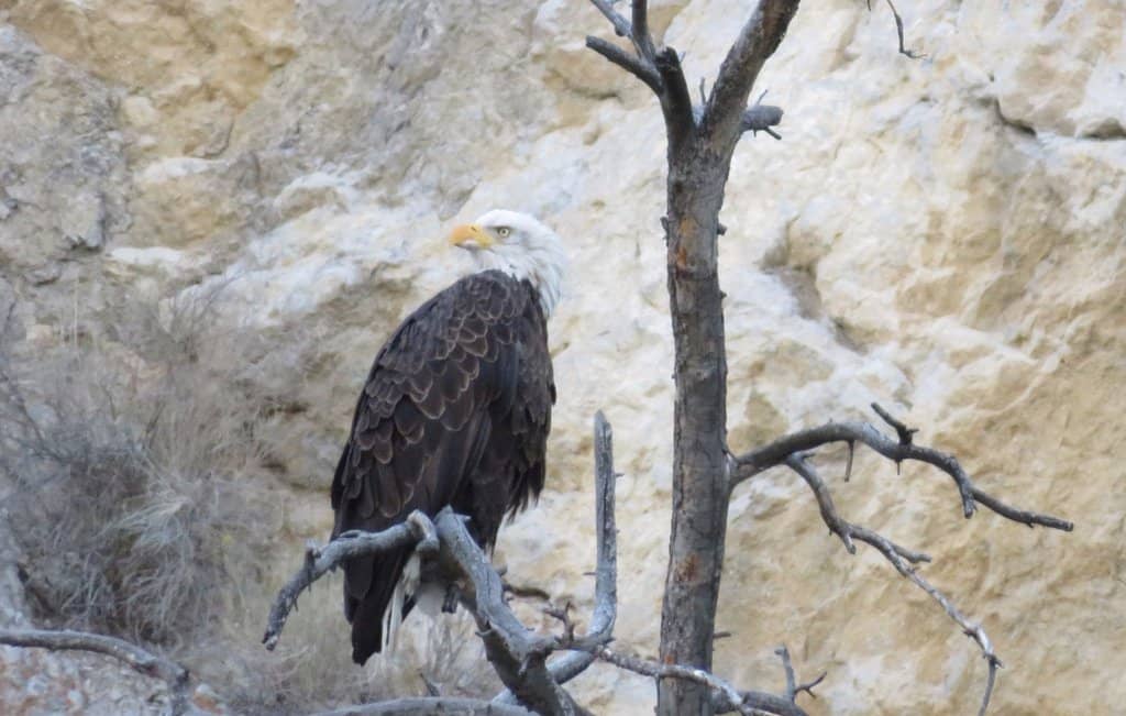 Lewis and Clark History