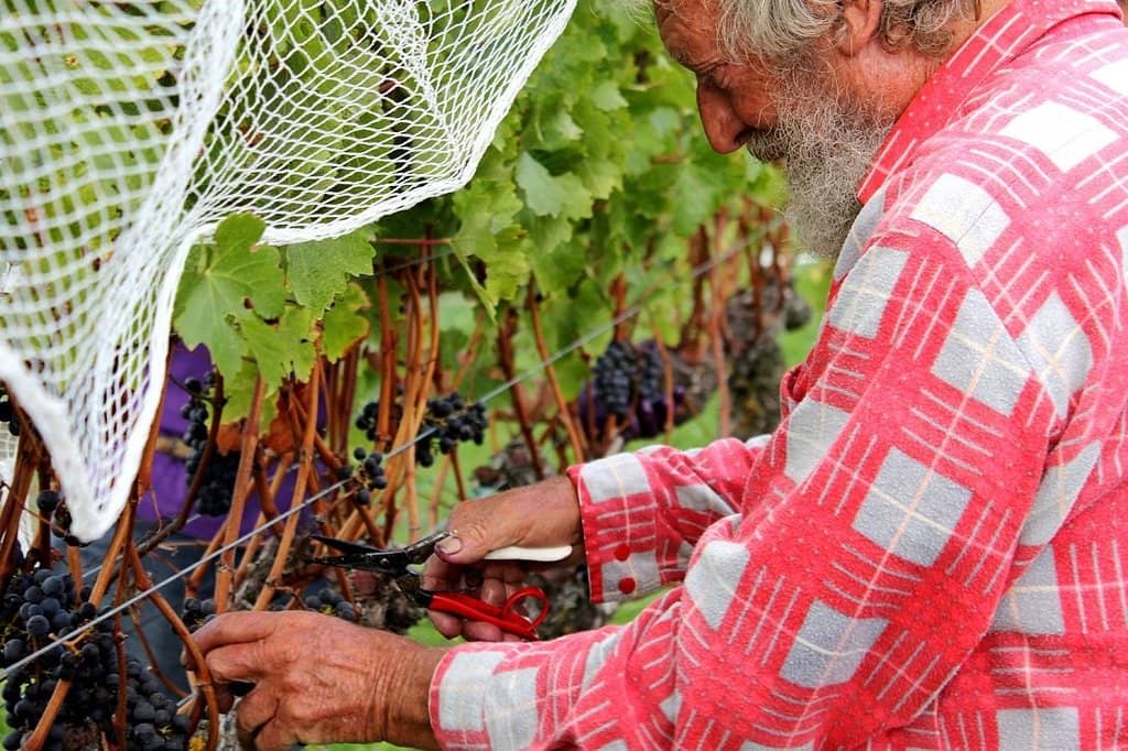 Iconic Wine Varieties