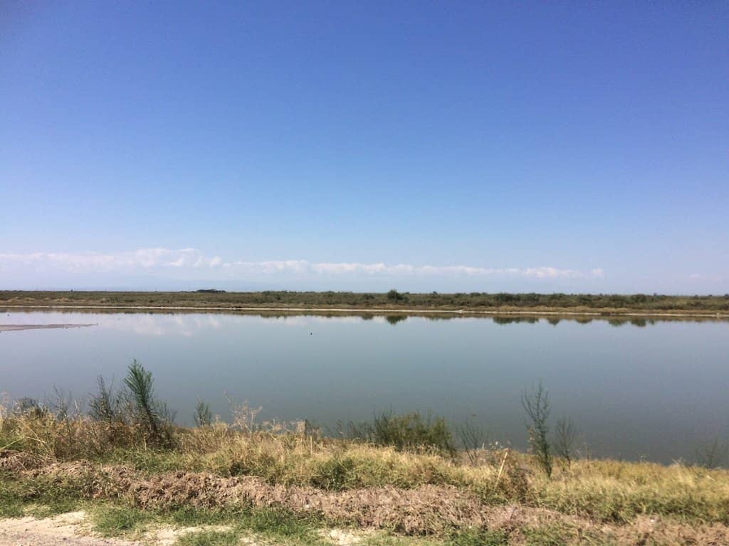 River Delta Confluence