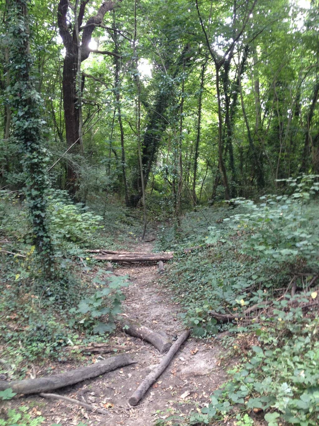 Woodland Dog Walking