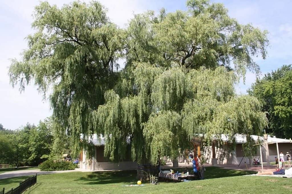 Historic Homes