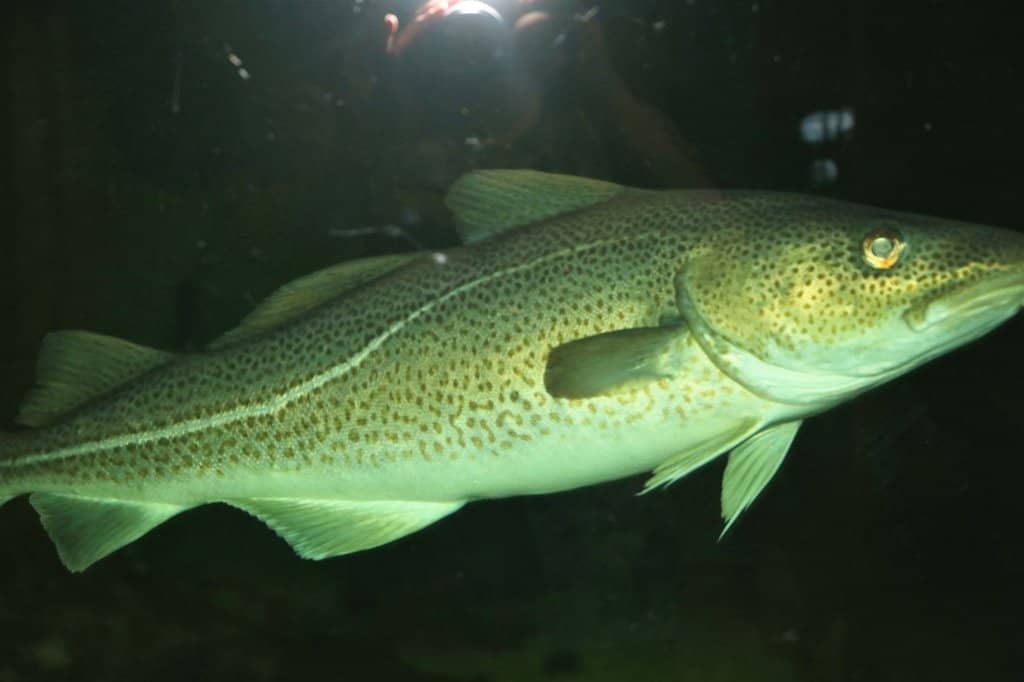 Local History Exhibits