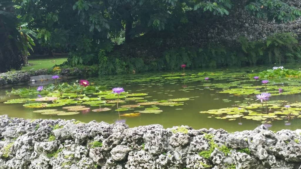 Exotic Fruit Tasting