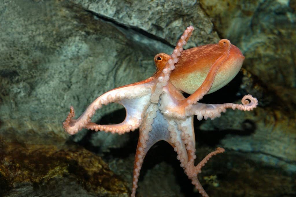 Diverse Marine Life