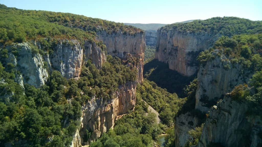 Griffon Vulture Spotting
