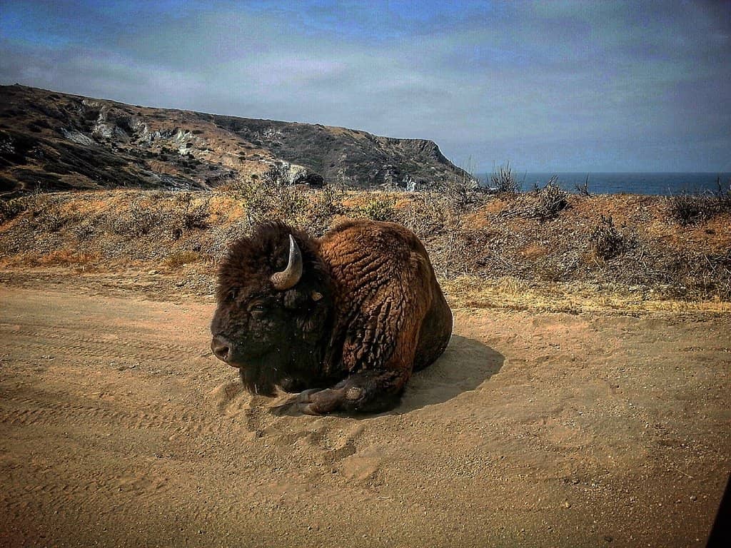 Historic Avalon Casino