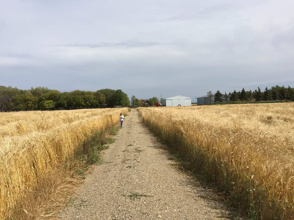 Wetlands Nature Walk