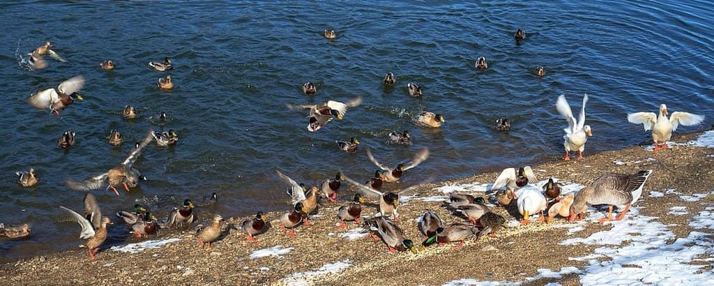 Kayaking and Paddleboarding