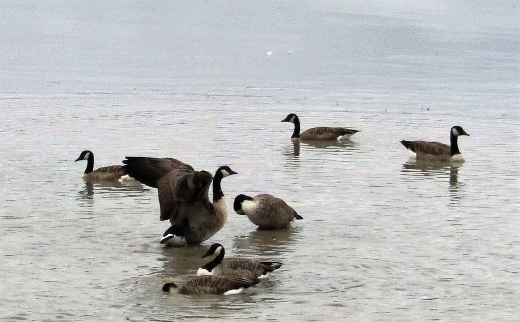 Marsh Harrier Spectacle