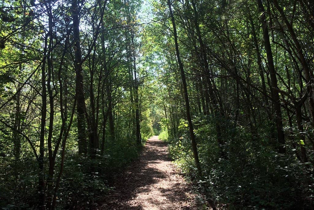 Lake Michigan Bluffs