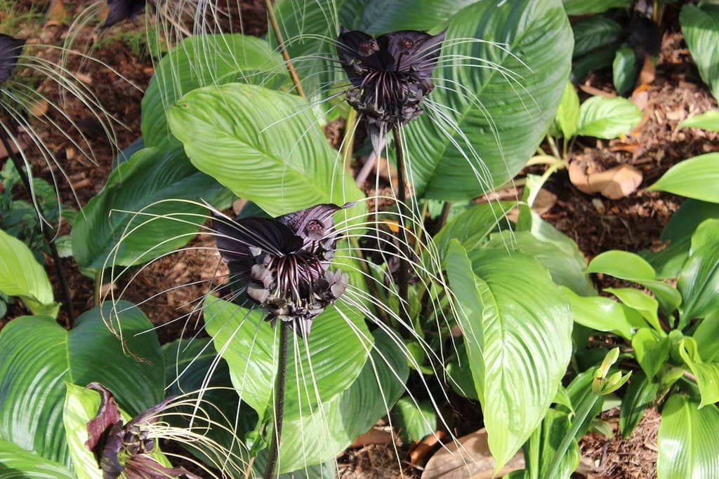 Lush Gardens & Wildlife