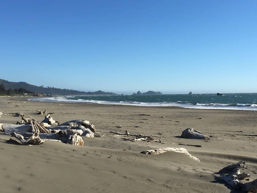 Driftwood Wonderland