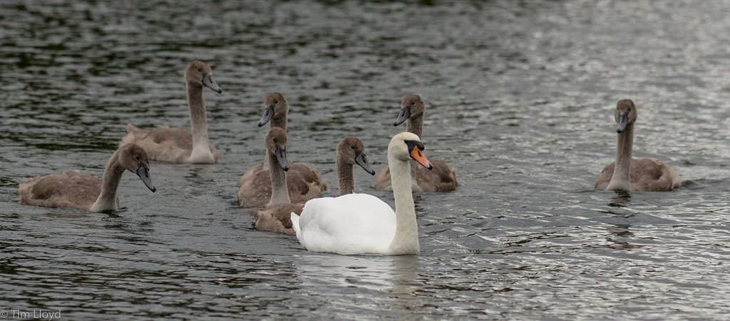 Trent and Mersey Canal Path