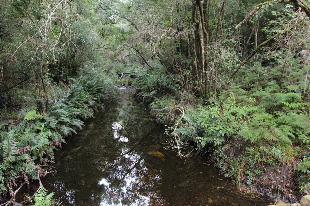 Forest Bathing & Nature Immersion