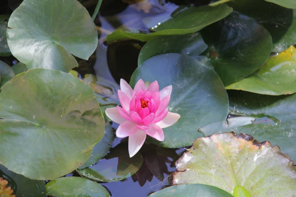 Japanese Garden