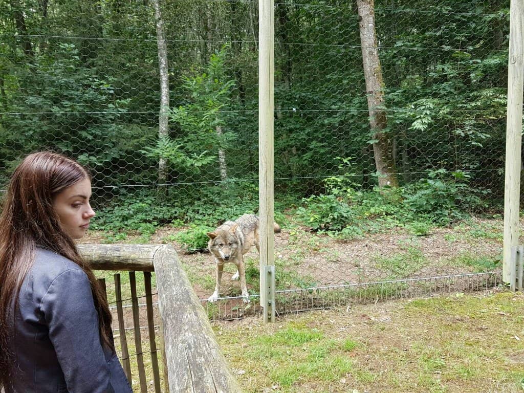 Wolf Howling