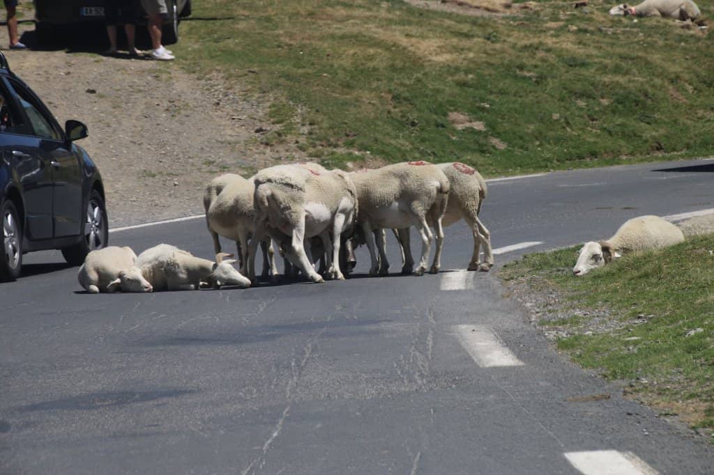 Le Géant du Tourmalet