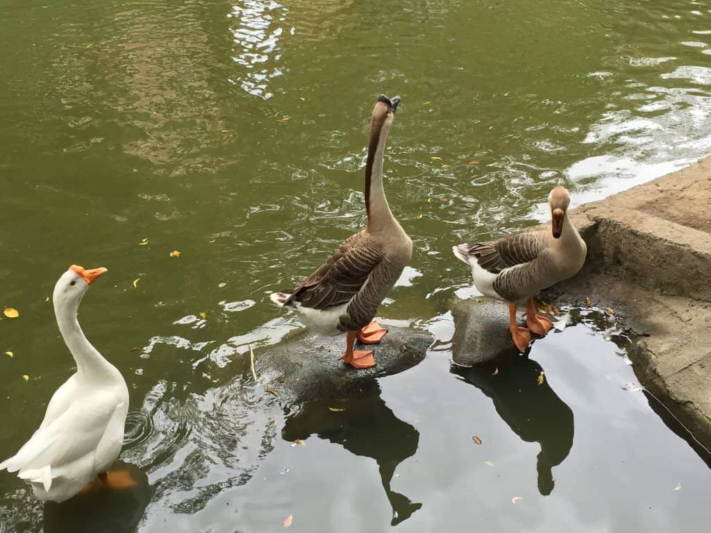 The Iconic Water Wall