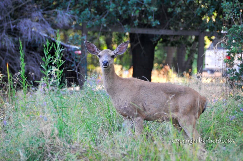 American River Parkway Trails