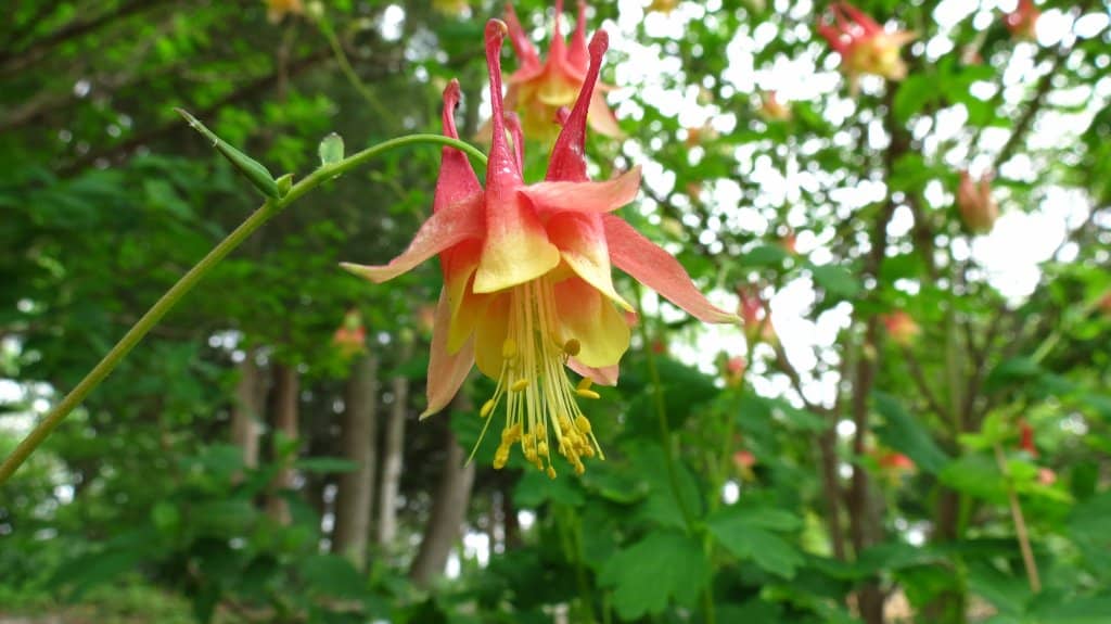 Tulip Fields in Bloom