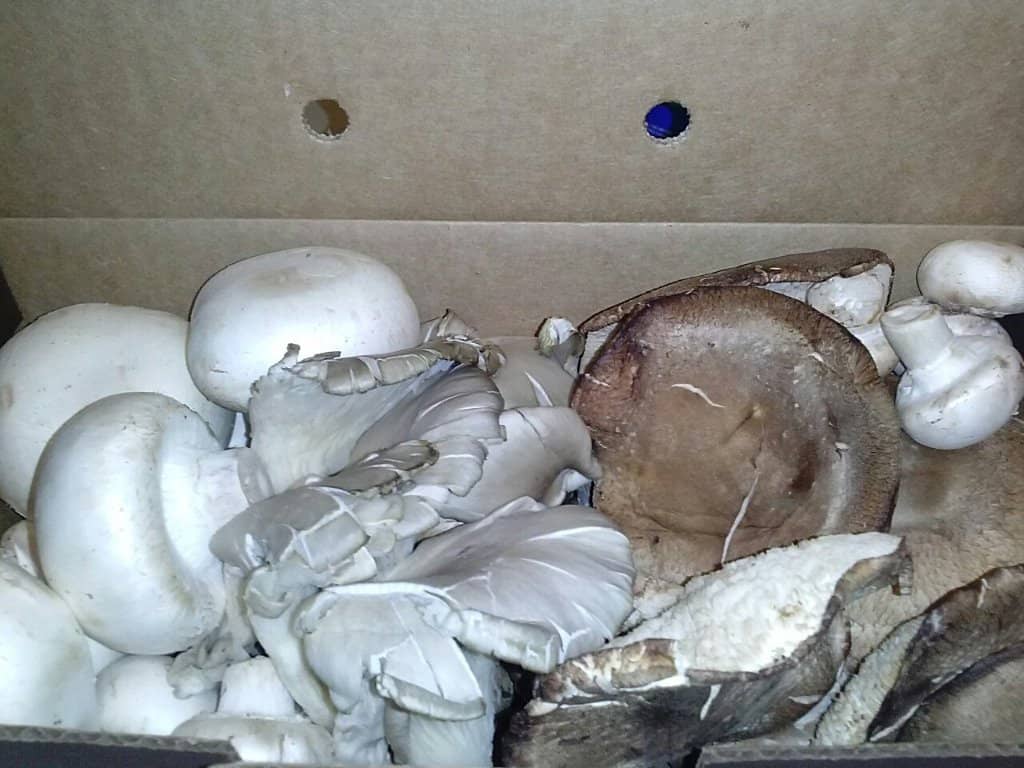 Mushroom Merchandise