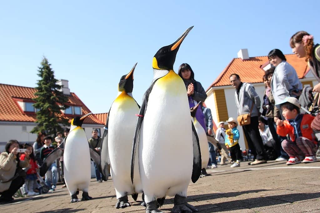 Penguin Parade