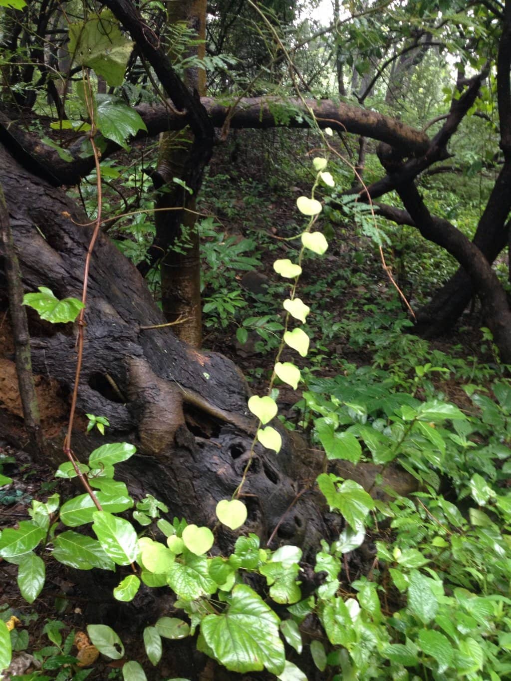 Invigorating Nature Trails