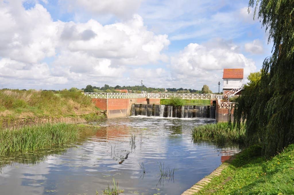 Friendly Sheep Encounters
