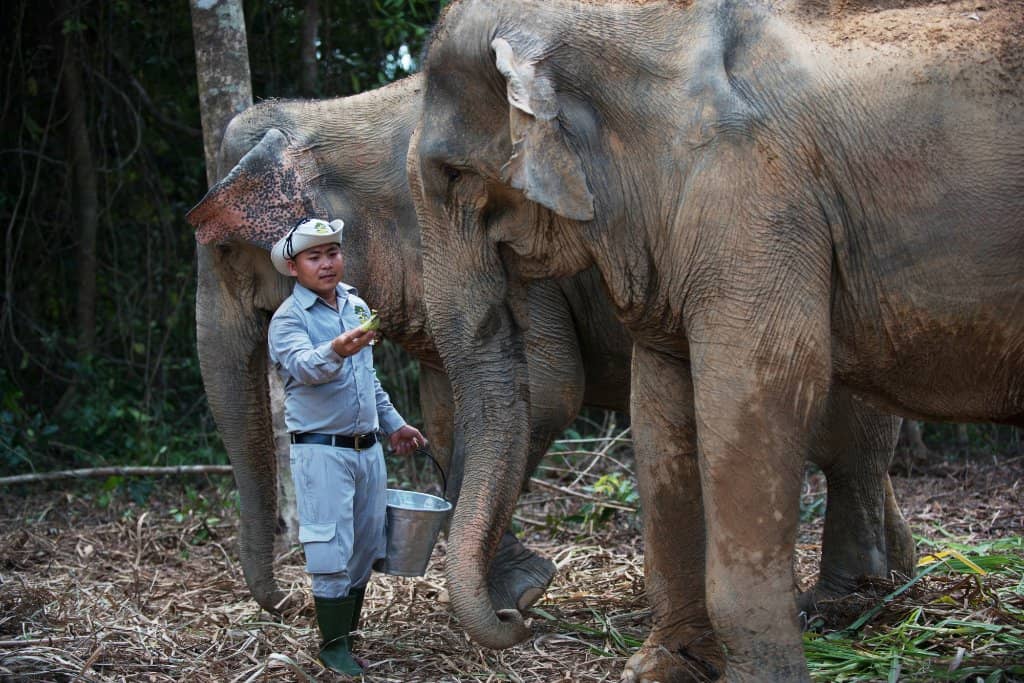 Giraffe Feeding Experience