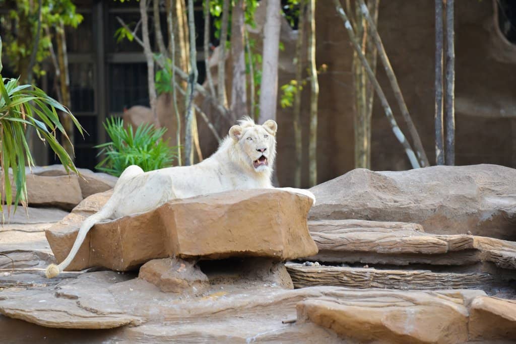 AC Safari Bus Adventure