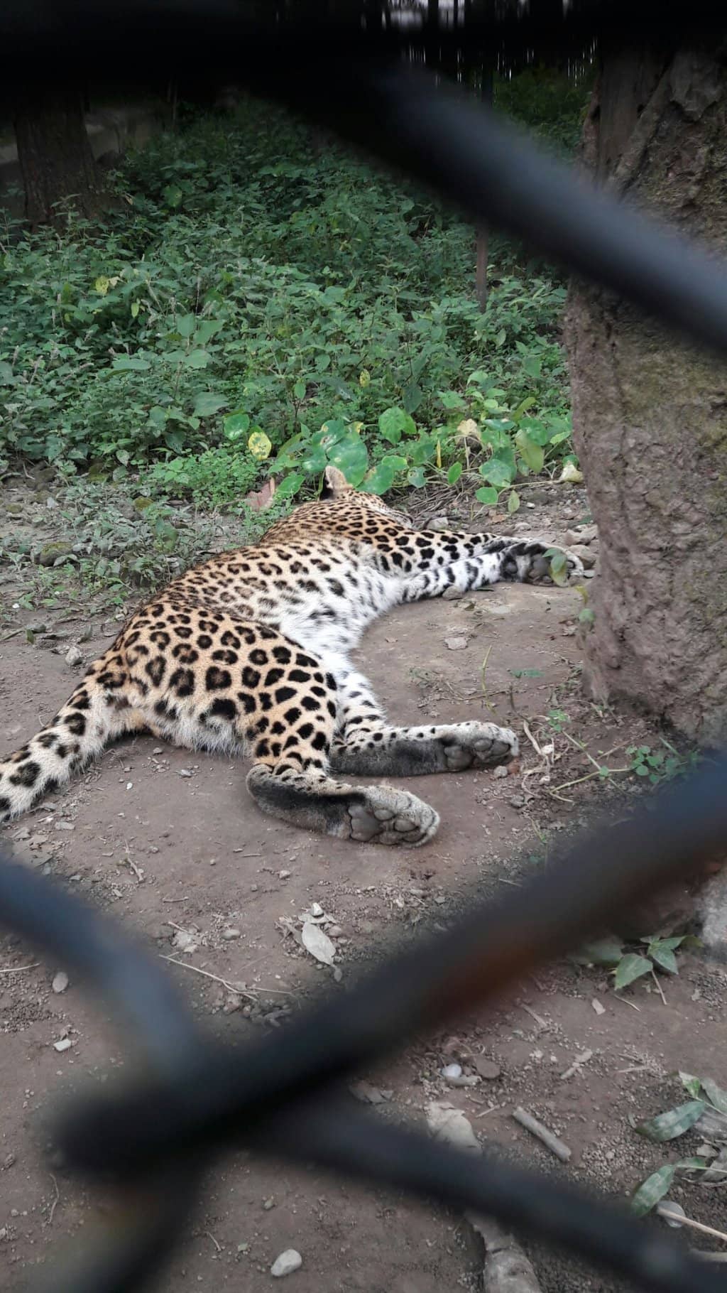 Aviary and Reptile House