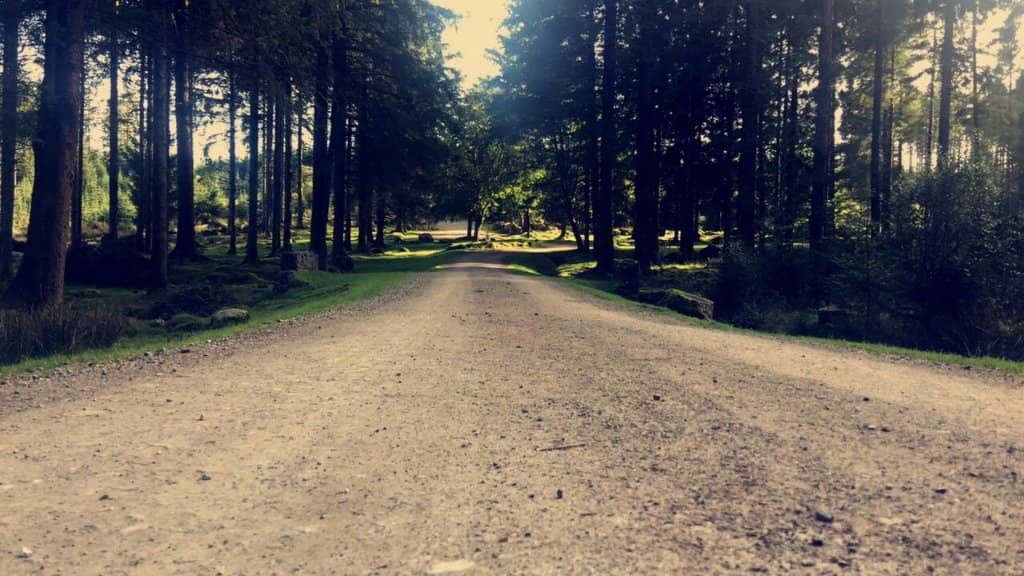Enchanting Forest Trails