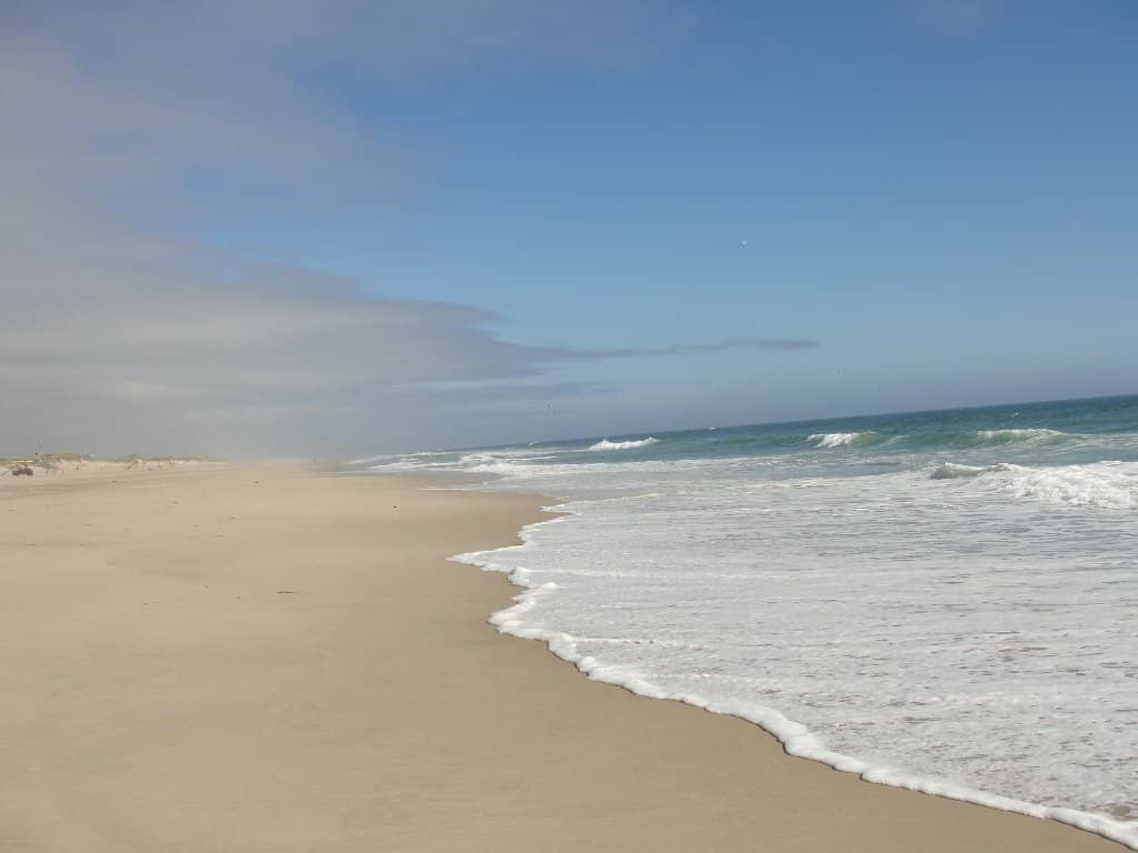 Abundant Seal Sightings