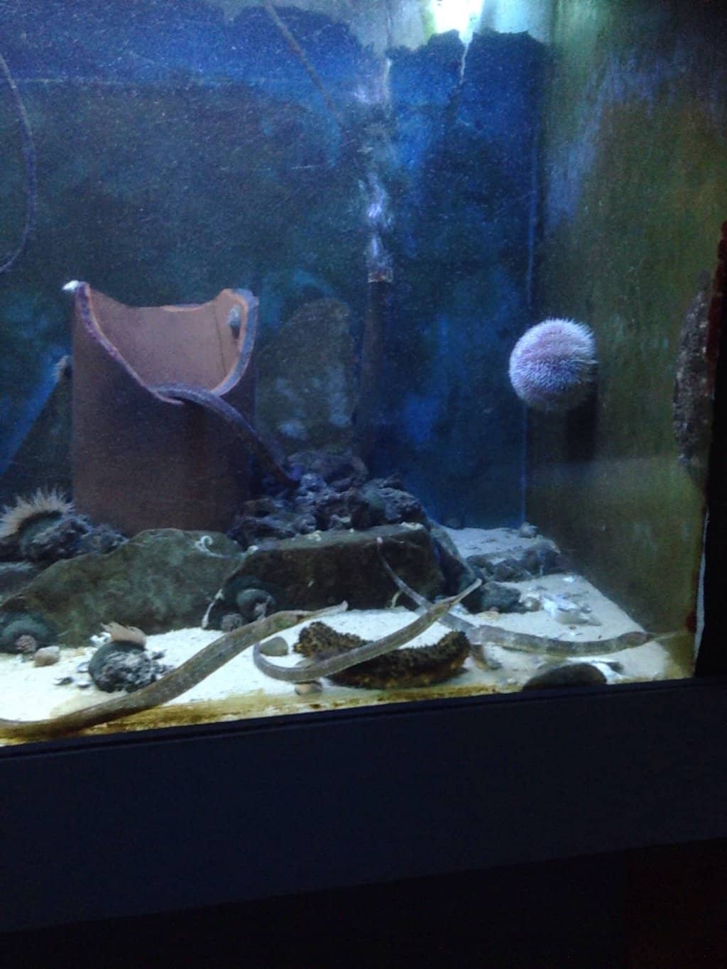 Conger Eels & Tub Gurnards