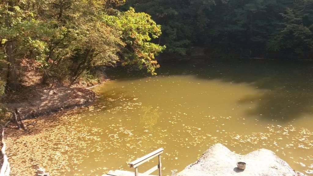 Forest Trails & Nature Walks