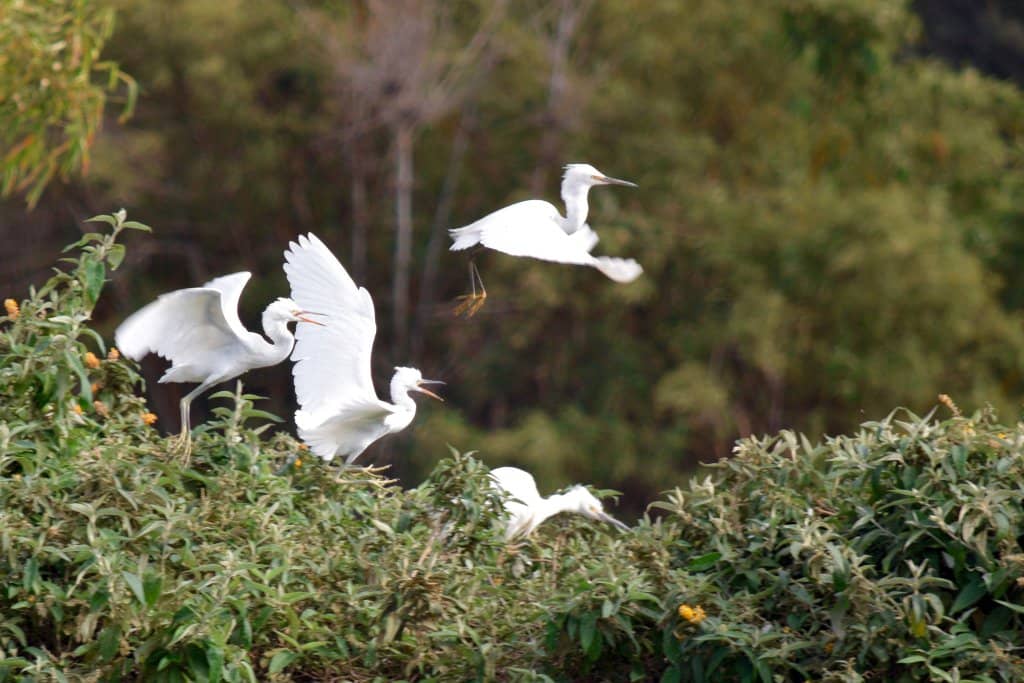 Avian Abundance