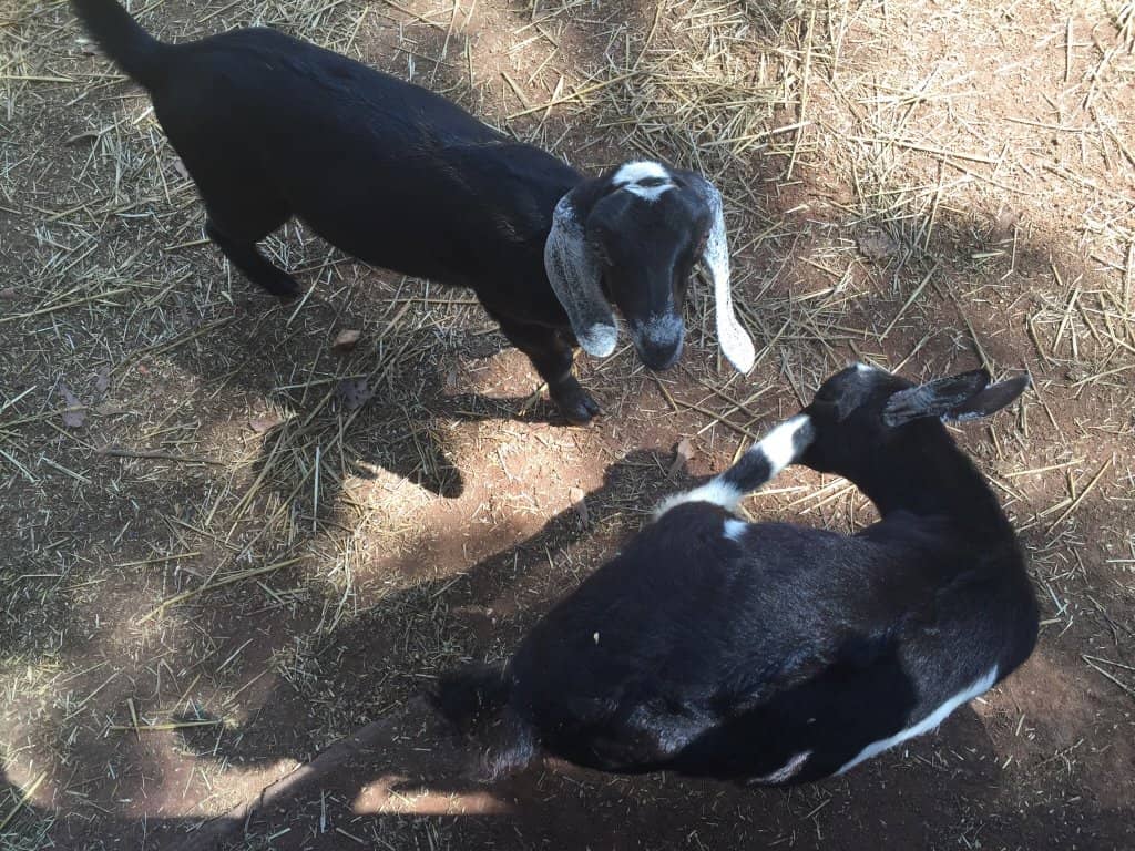 Diverse Farm Animals