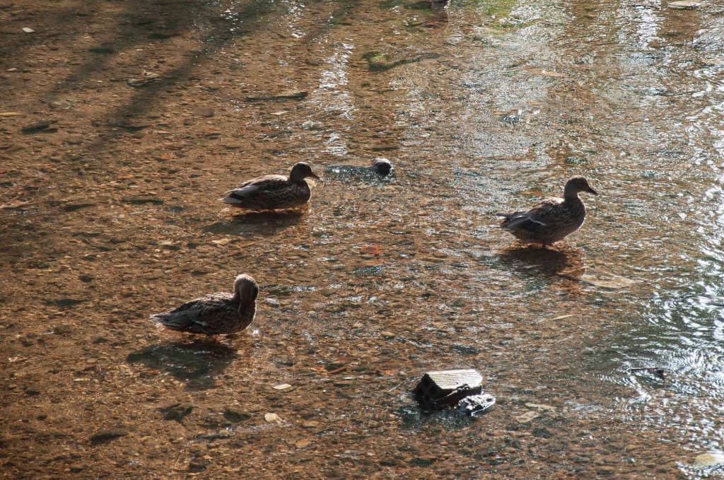 Turia River Walk