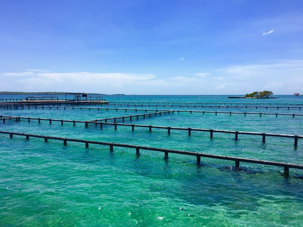 Dolphin and Shark Encounters