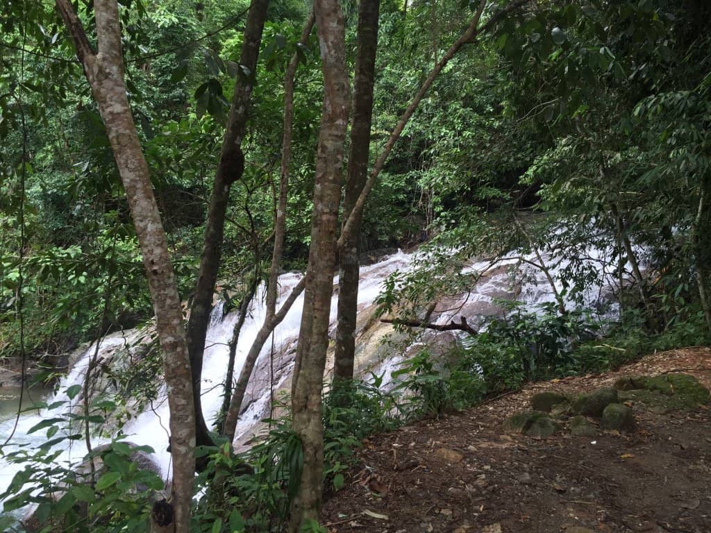 Lush Rainforest Surroundings
