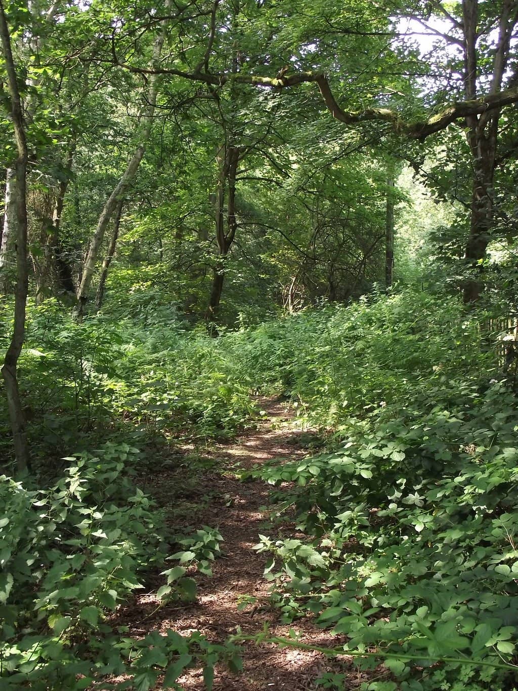Woodland Trails