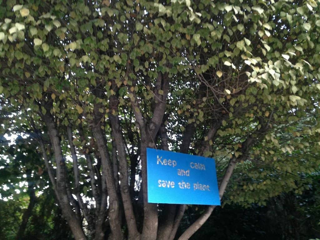 Ancient Plane Trees