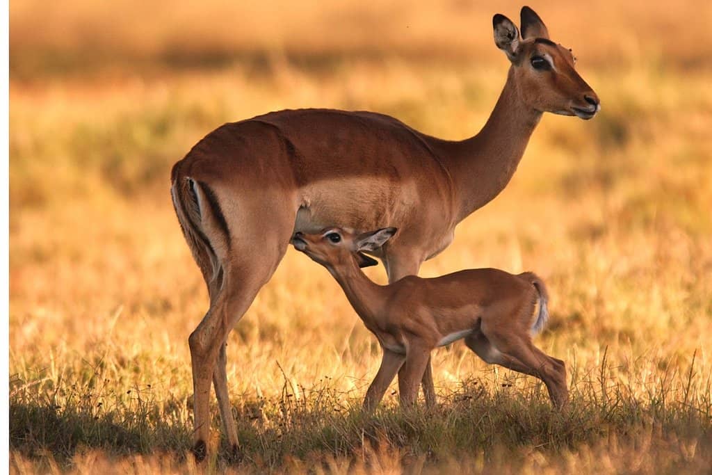 Game Drives