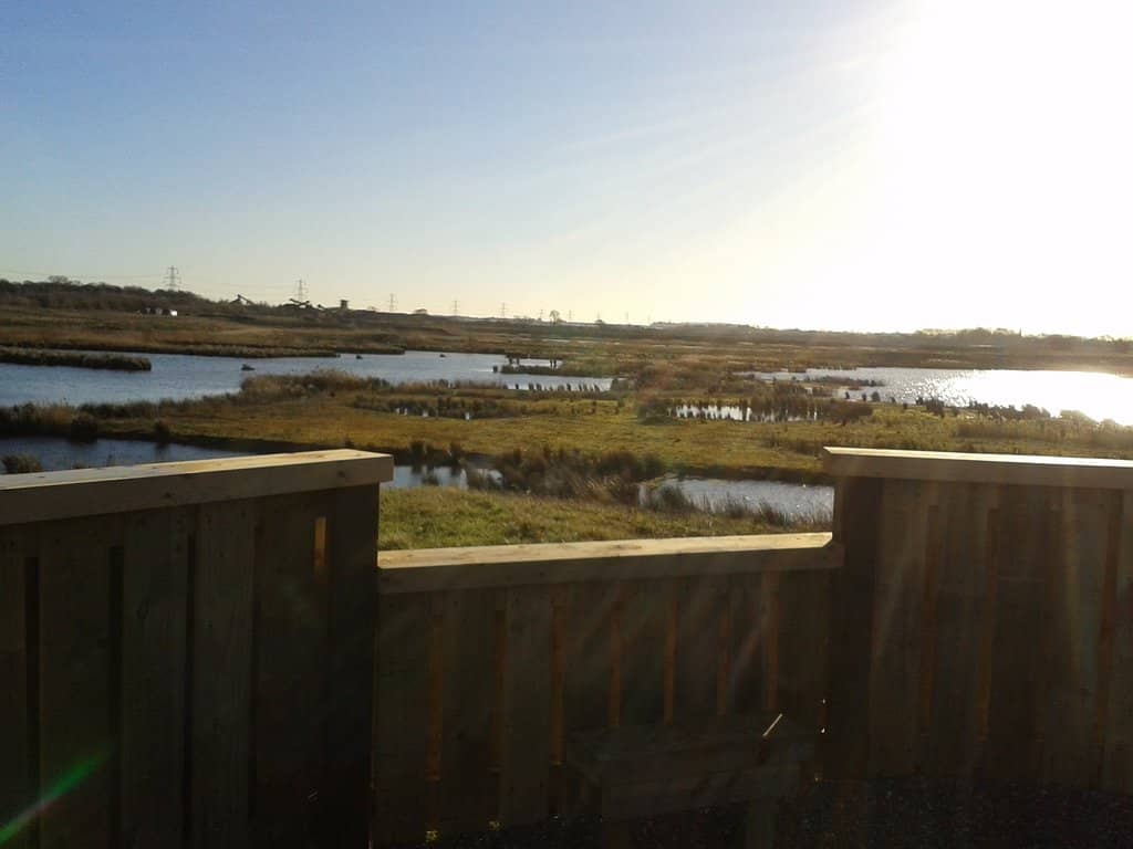Black-headed Gull Colony