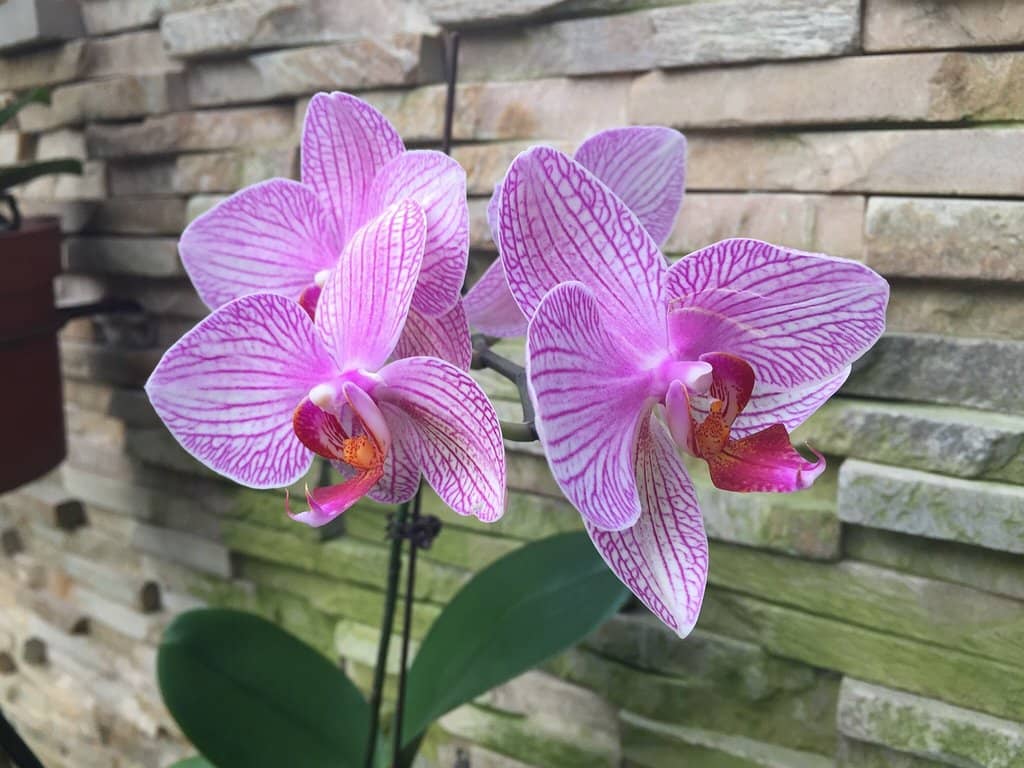 Nearby Flower Market